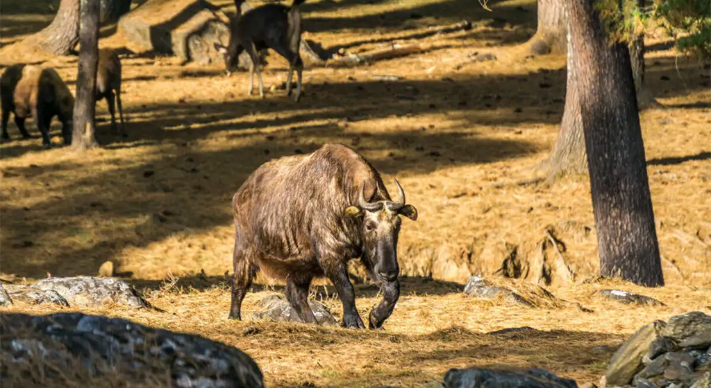 Bhutan Hidden Kingdom