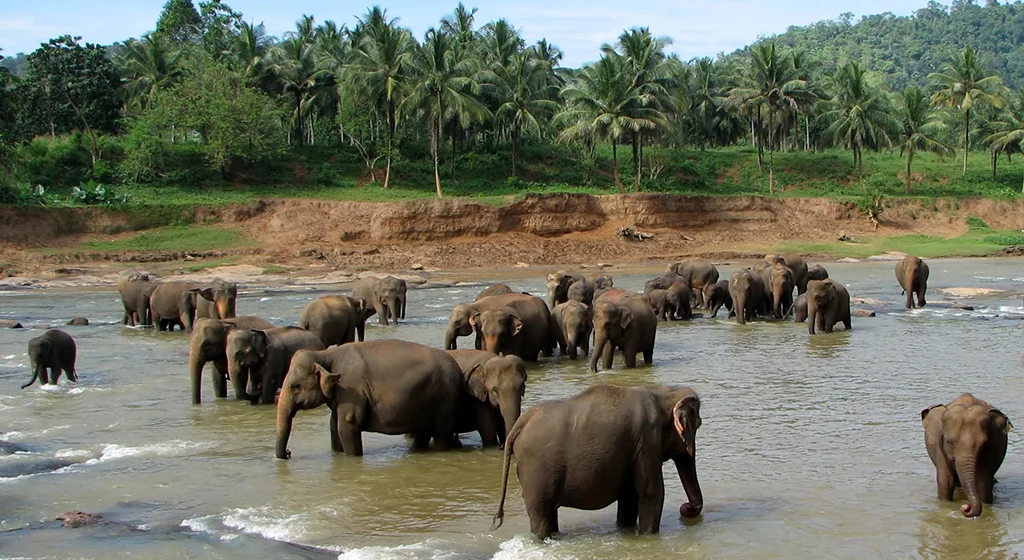 Scenic Sri Lanka Discovery