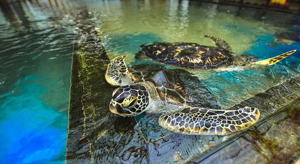 Scenic Sri Lanka Discovery